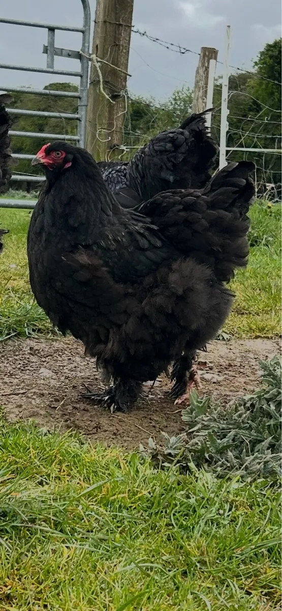 hatching eggs & day old chicks - Image 4