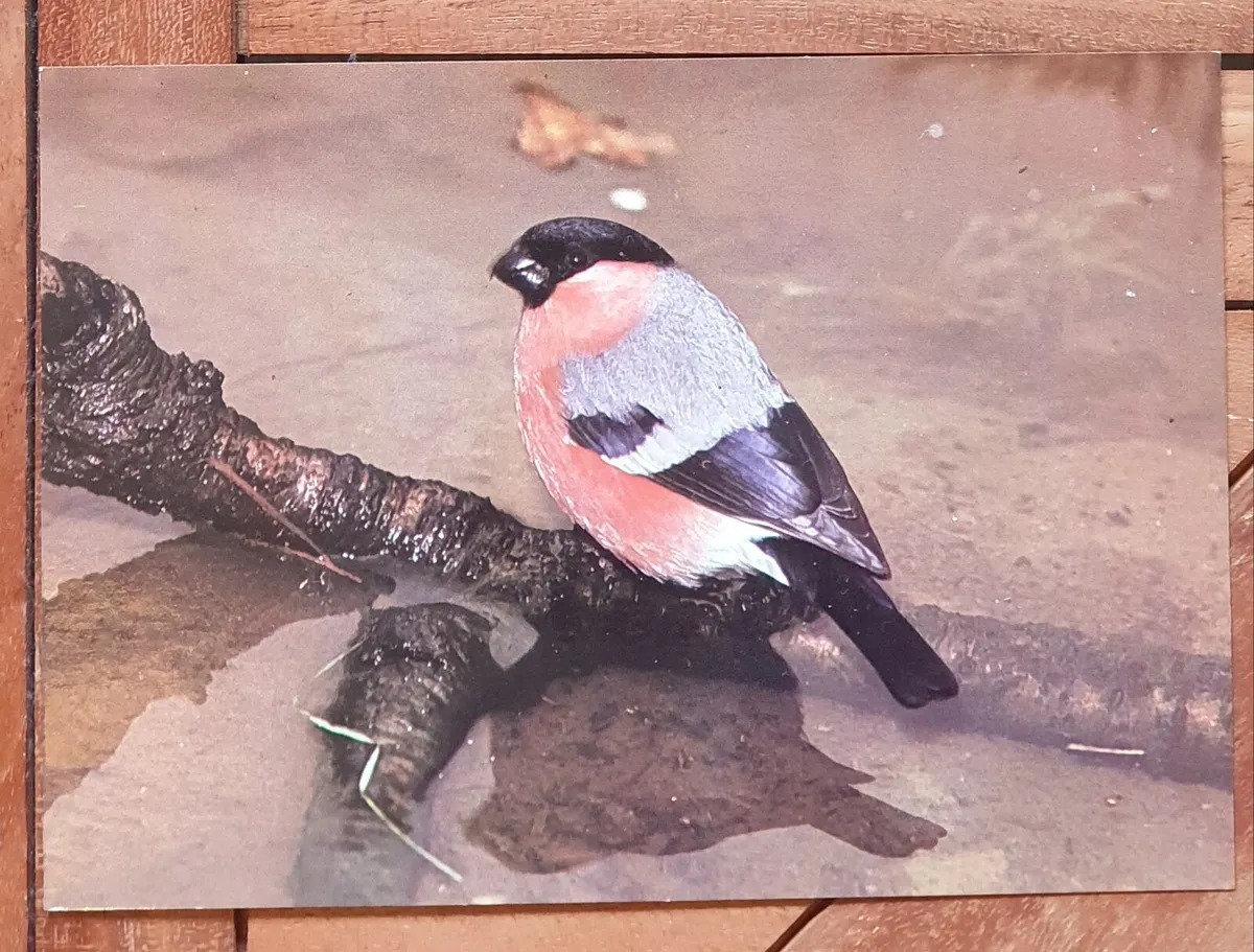 Fauna Postcards - Image 1