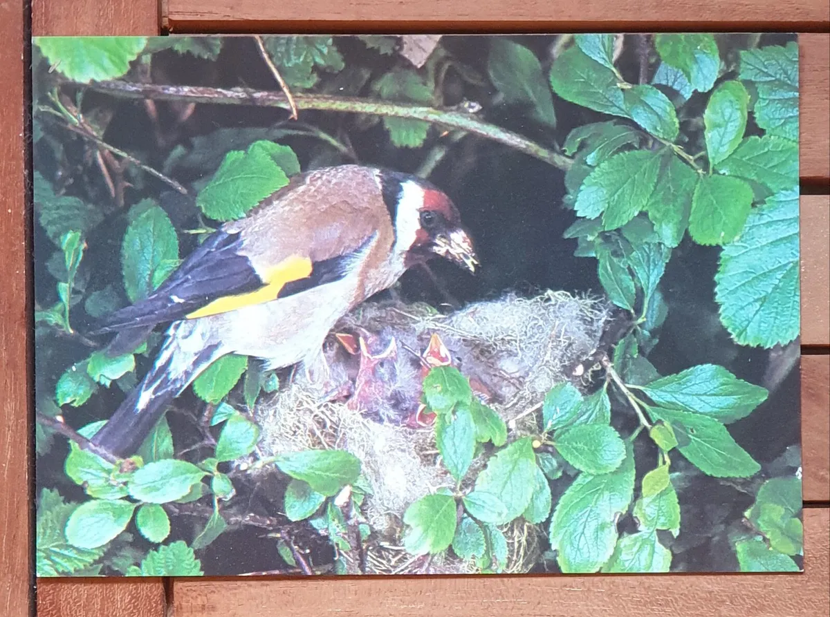 Fauna Postcards - Image 2