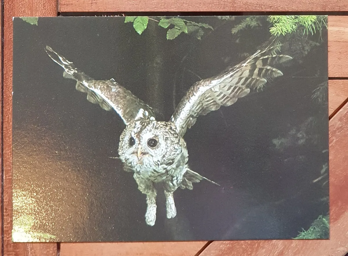 Fauna Postcards - Image 3