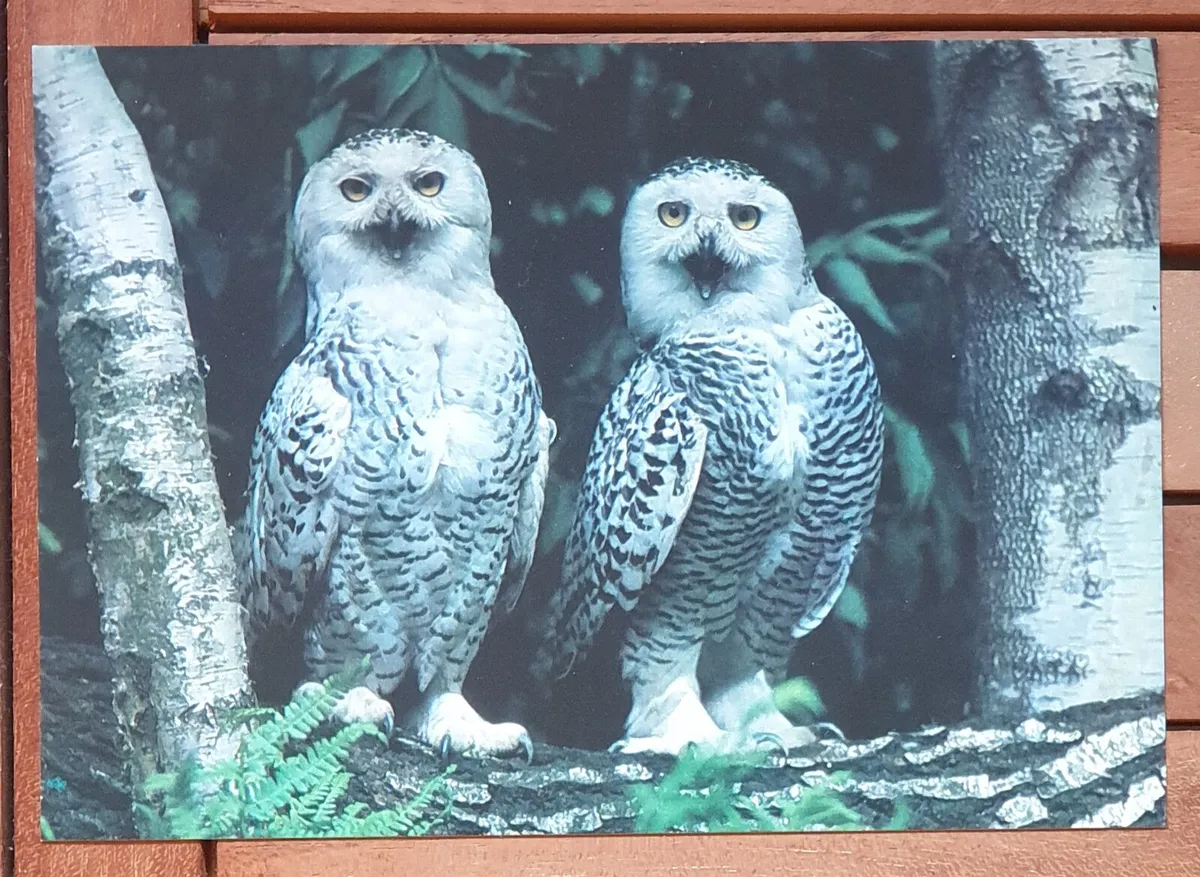 Fauna Postcards - Image 4