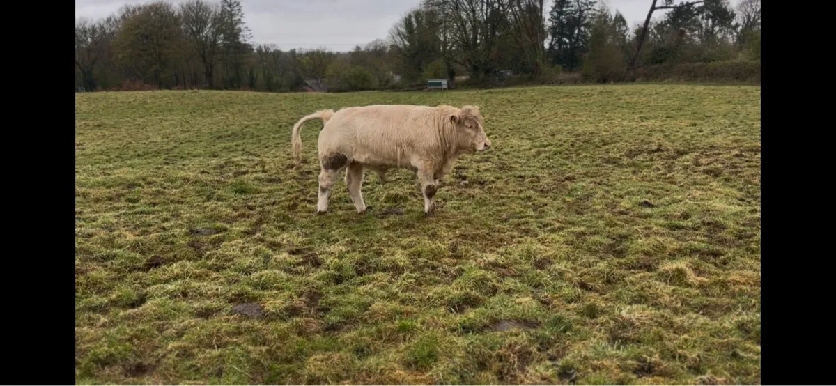 Weanling bulls - Image 1