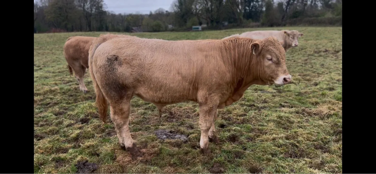 Weanling bulls - Image 2