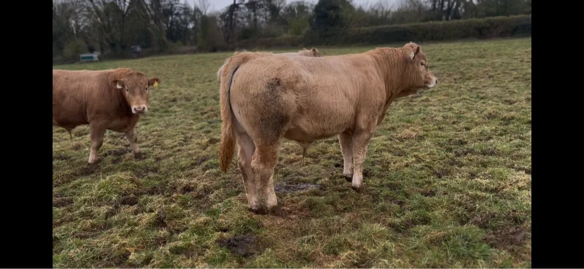 Weanling bulls - Image 3