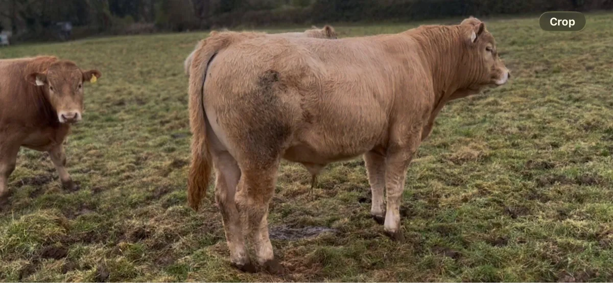Weanling bulls - Image 4