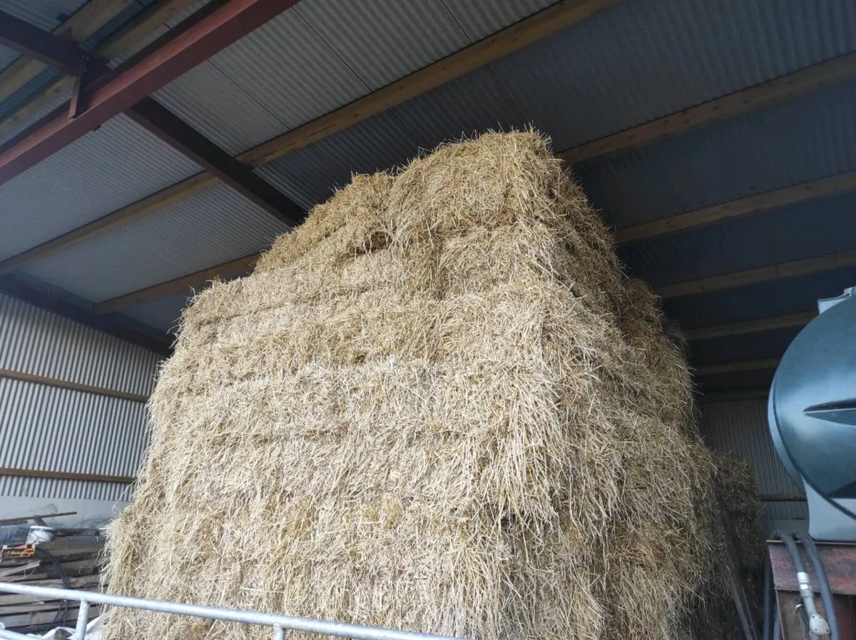 Small sq bales organic hay & spring barley straw - Image 1