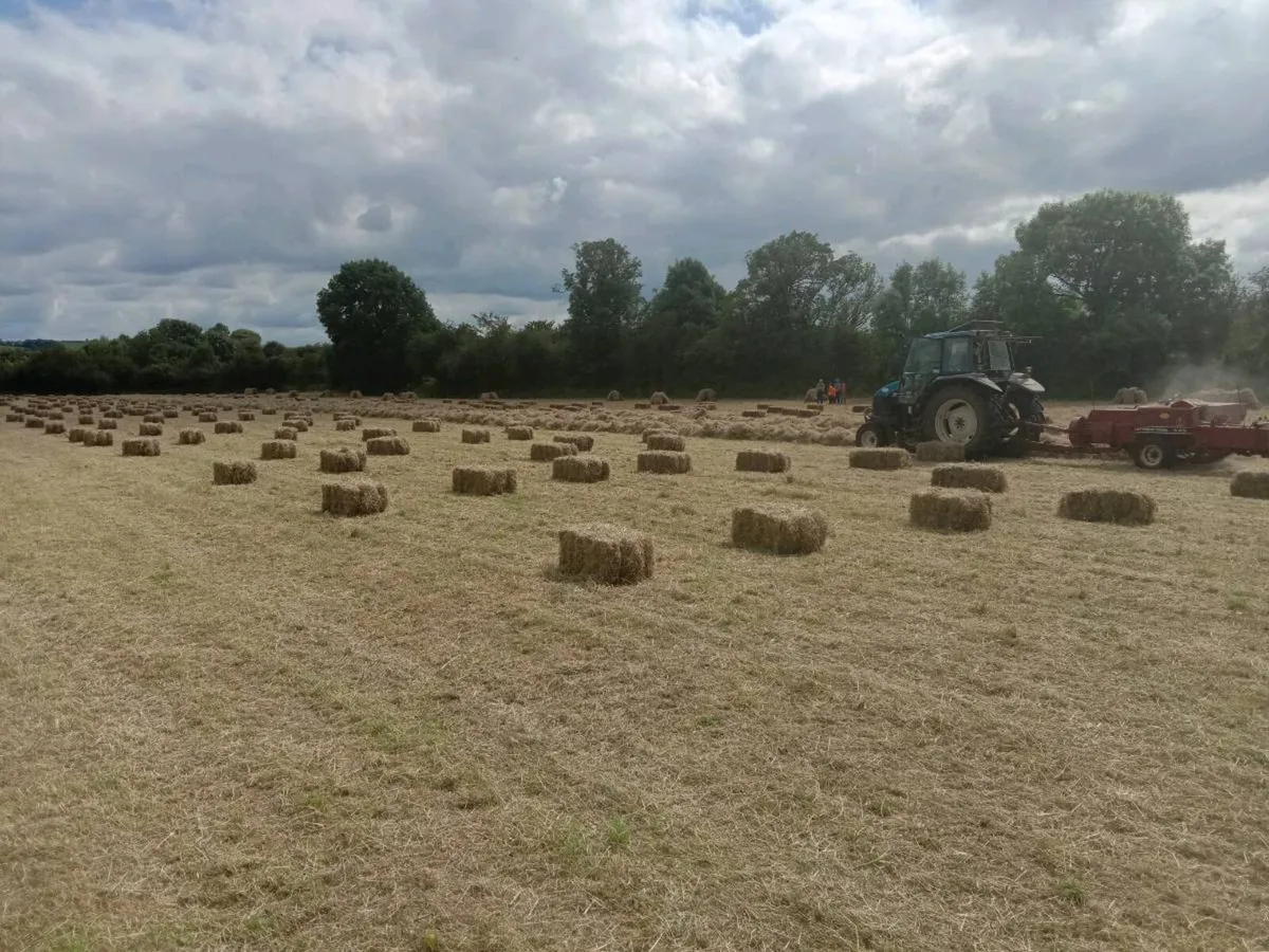Small sq bales organic hay & spring barley straw - Image 2
