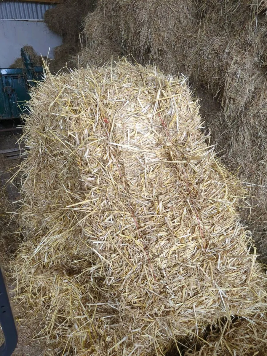 Small sq bales organic hay & spring barley straw - Image 3
