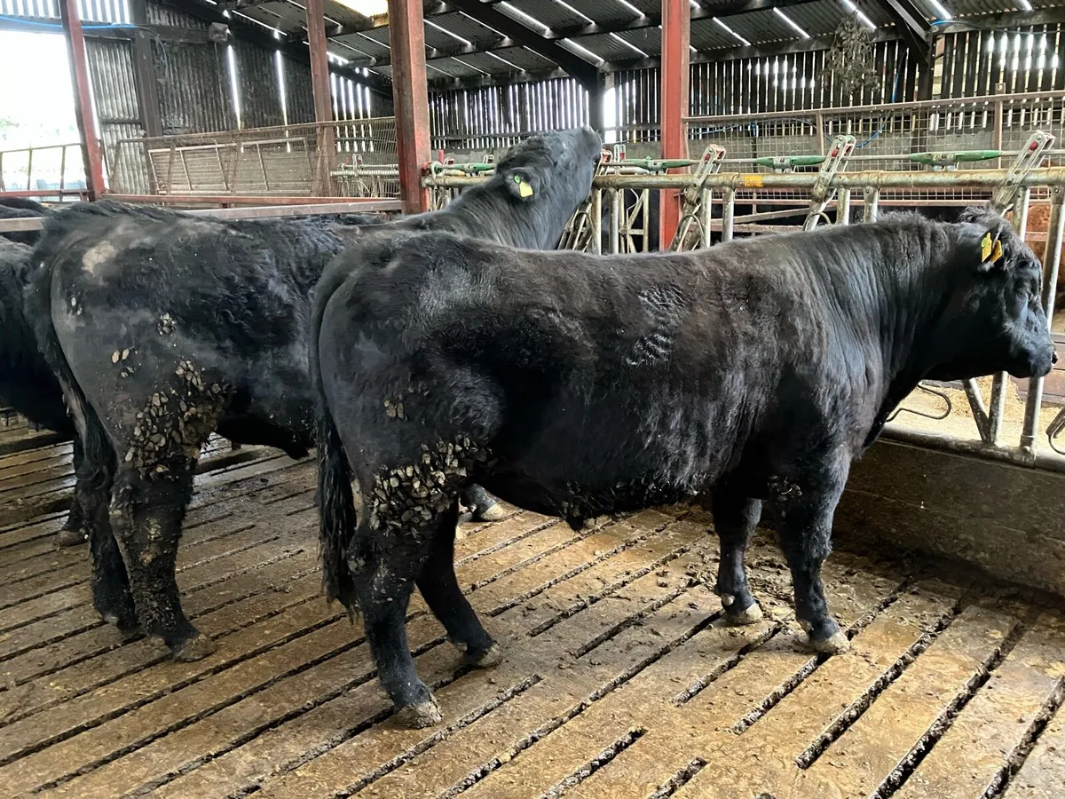 Pedigree Aberdeen Angus Bulls - Image 3