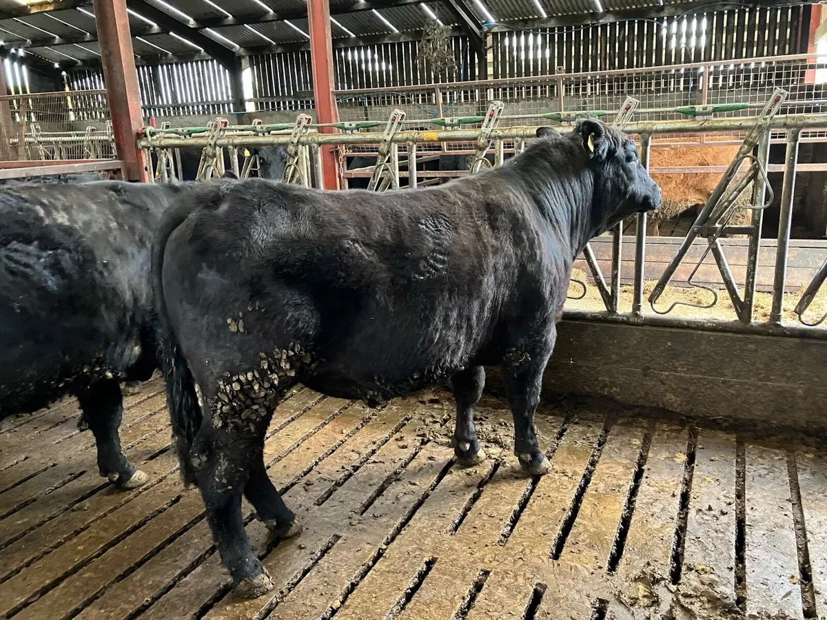 Pedigree Aberdeen Angus Bulls - Image 1