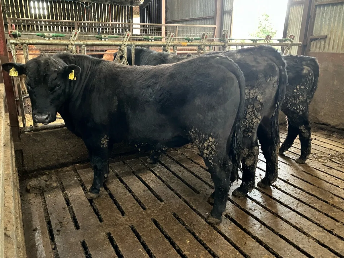 Pedigree Aberdeen Angus Bulls - Image 2