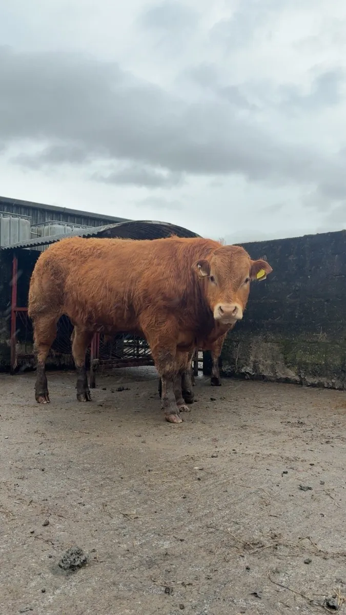 💥💥PEDIGREE LIMOUSIN BULLS💥💥 - Image 3