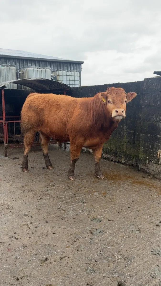 💥💥PEDIGREE LIMOUSIN BULLS💥💥 - Image 1