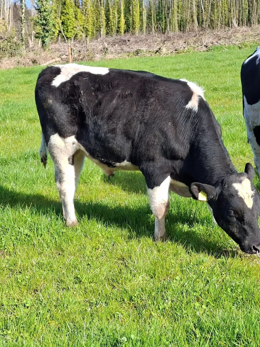 2 fresian bulls 1 hereford - Image 3