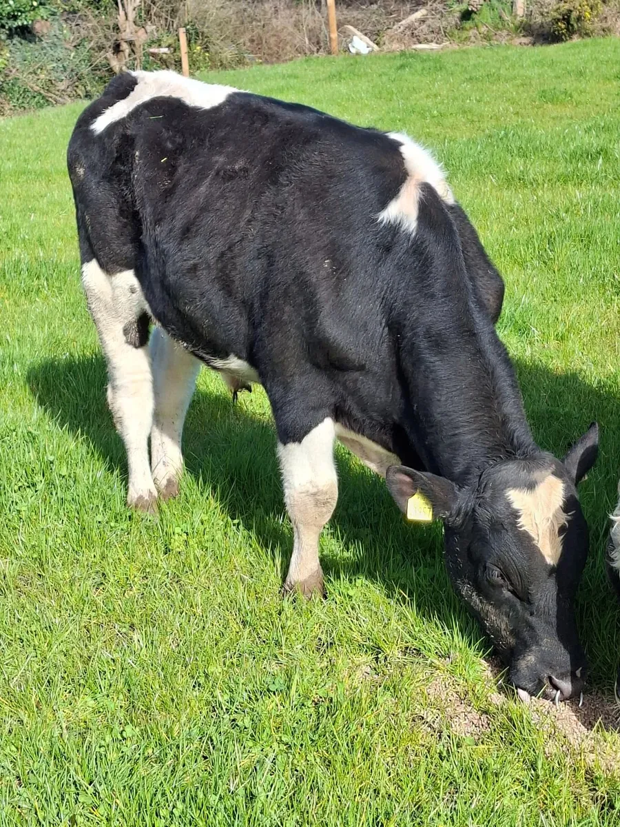 2 fresian bulls 1 hereford - Image 1