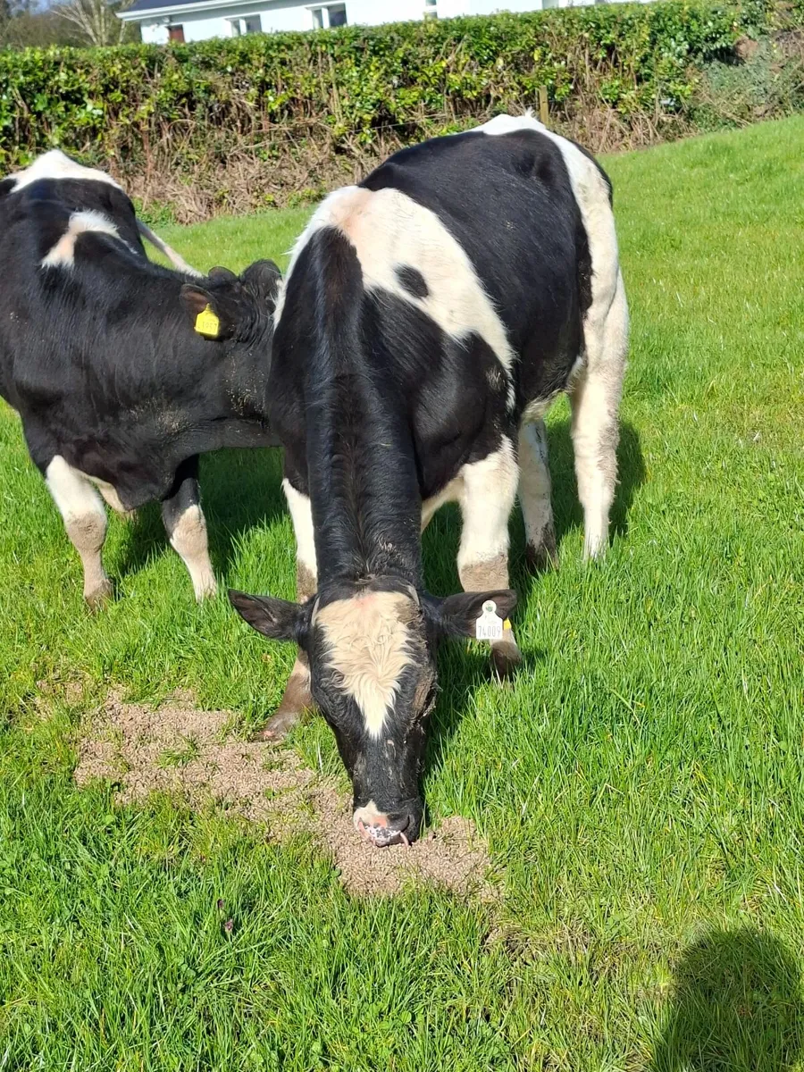 2 fresian bulls 1 hereford - Image 4