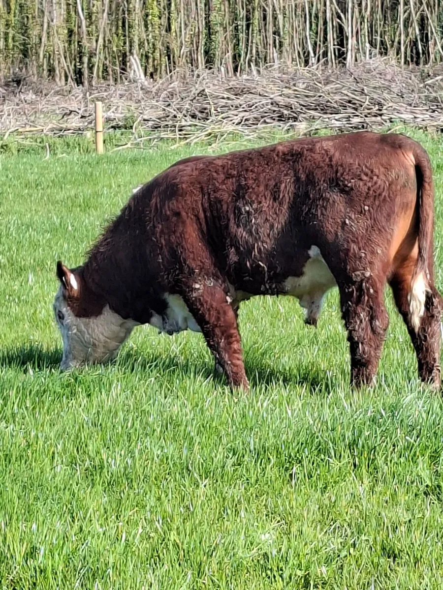 2 fresian bulls 1 hereford - Image 2