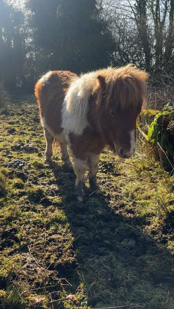 Shetland pony - Image 1