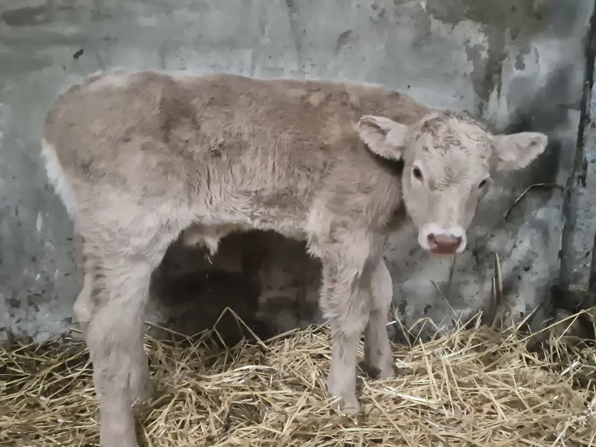Bull calf - Image 2