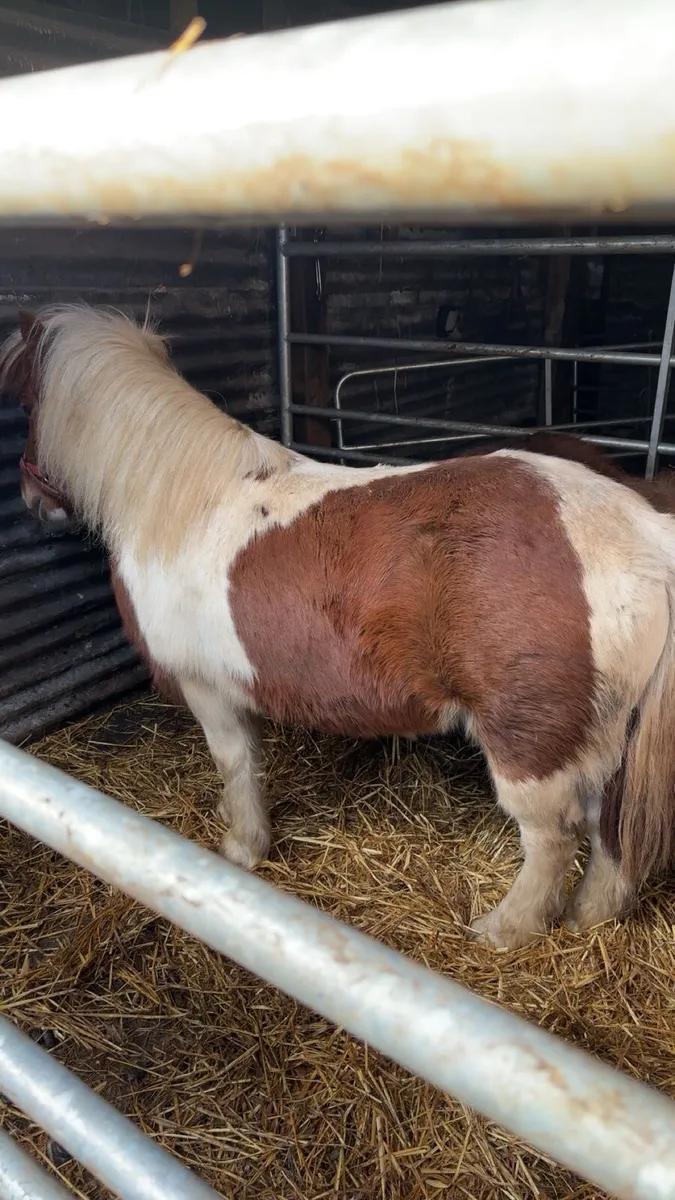 Shetland pony - Image 2