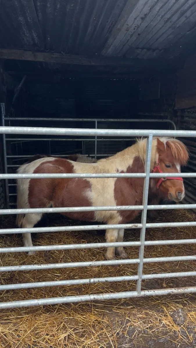 Shetland pony - Image 3
