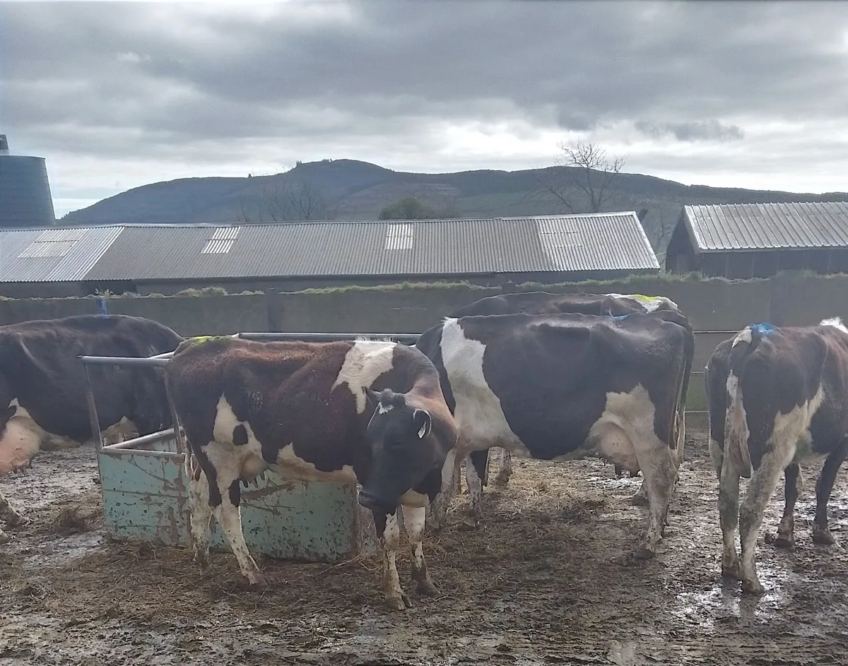 10 Friesian Cows for Sale - Image 1