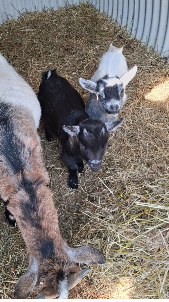 Pygmy  Goats - Image 3