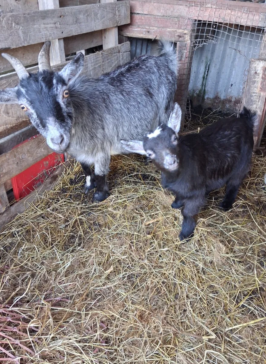 Pygmy  Goats - Image 4