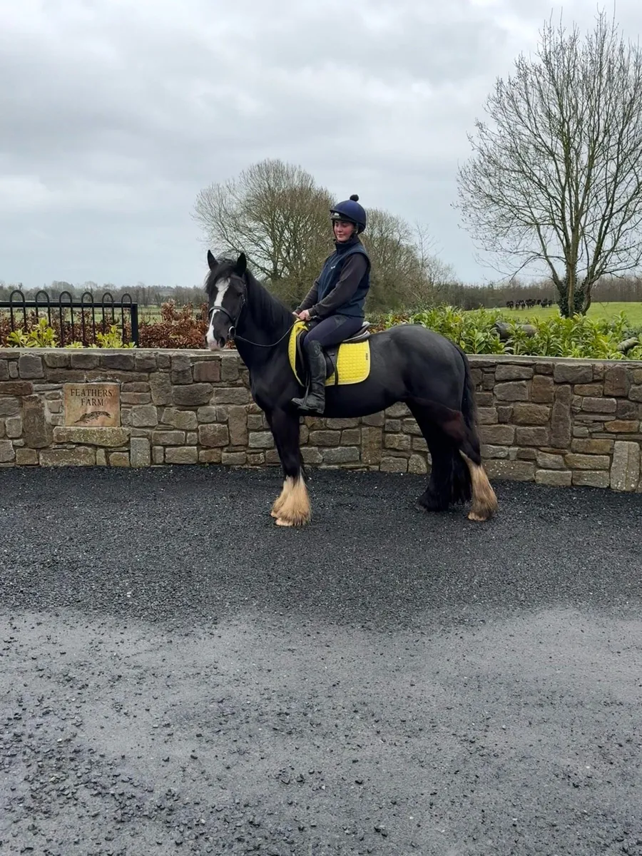 Smart 14hh 4yrs cob gelding - Image 2