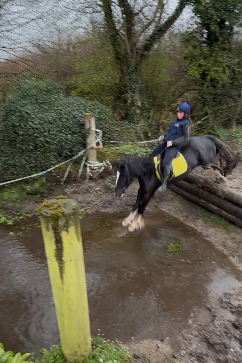 Smart 14hh 4yrs cob gelding - Image 3