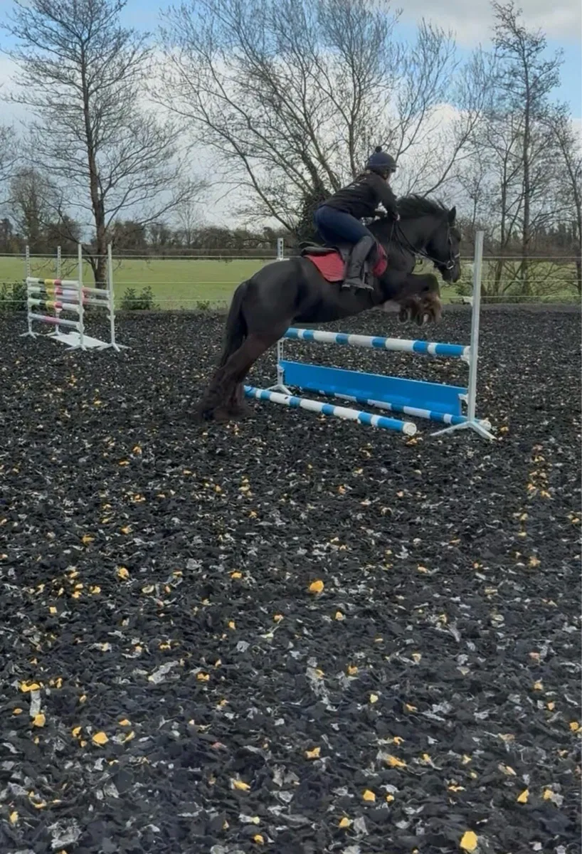 Smart 14hh 4yrs cob gelding - Image 4