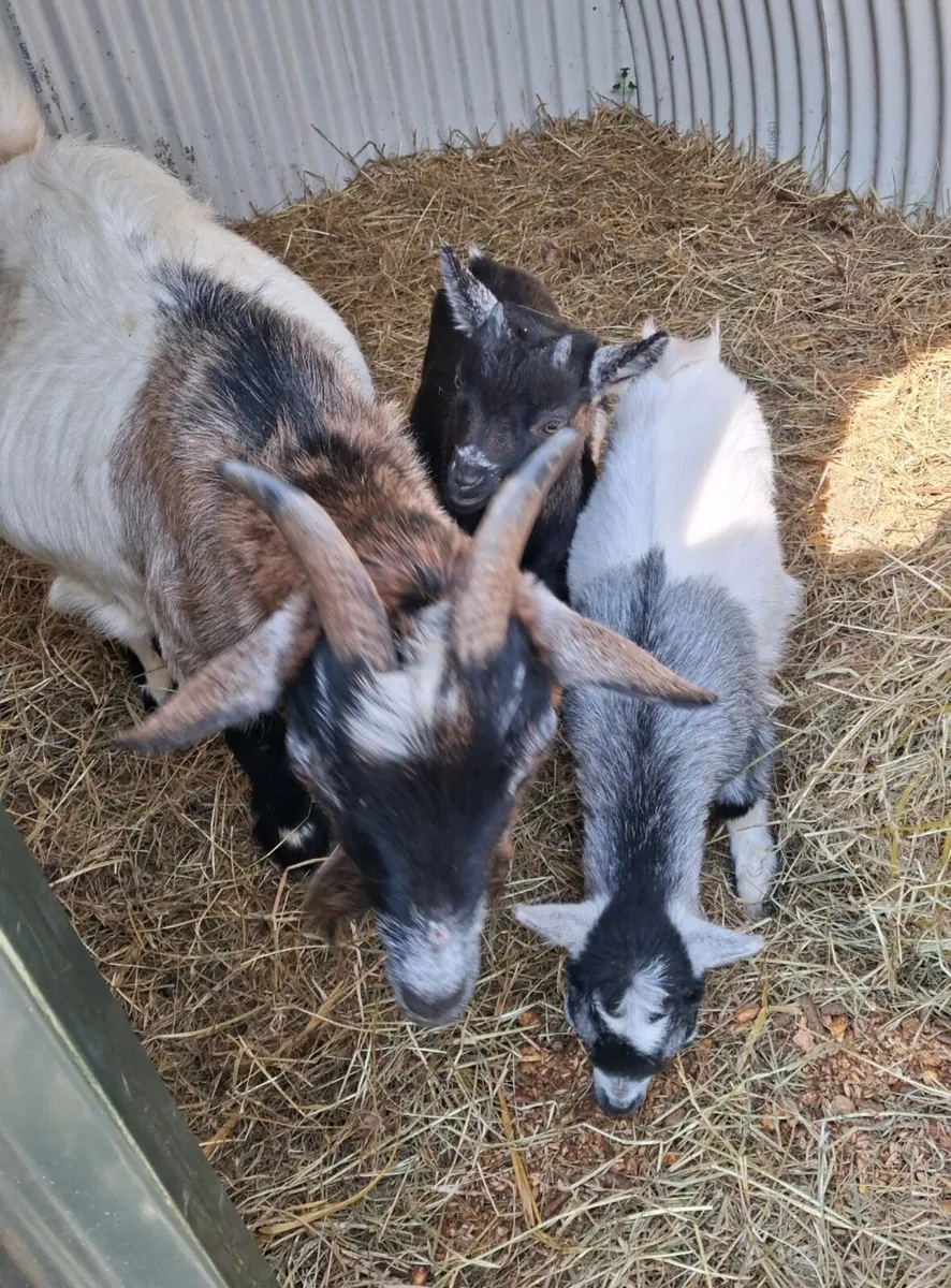 Pygmy  Goats - Image 1
