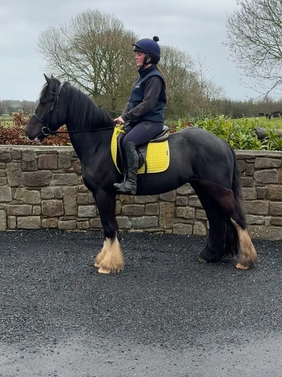Smart 14hh 4yrs cob gelding - Image 1
