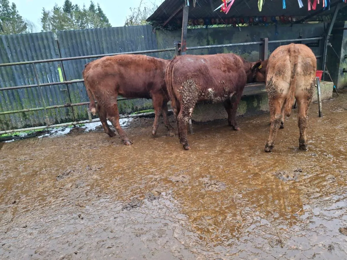 Breeding Heifers - Image 4