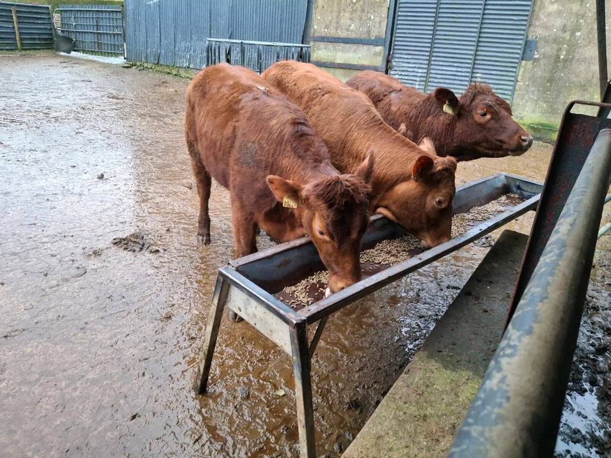 Breeding Heifers - Image 1