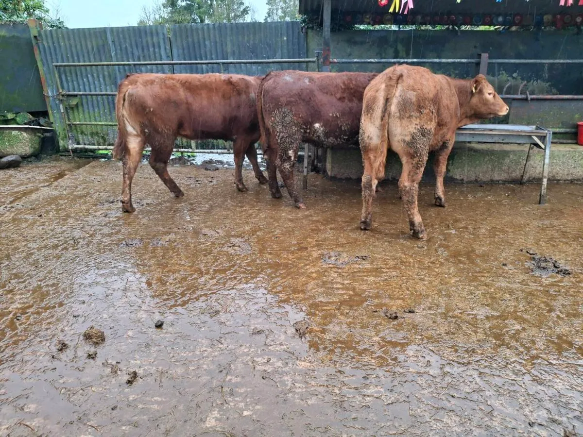 Breeding Heifers - Image 2