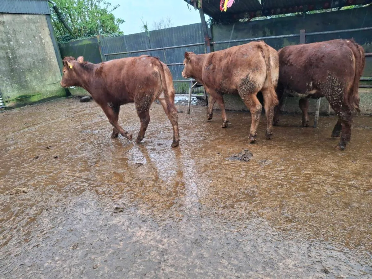 Breeding Heifers - Image 3