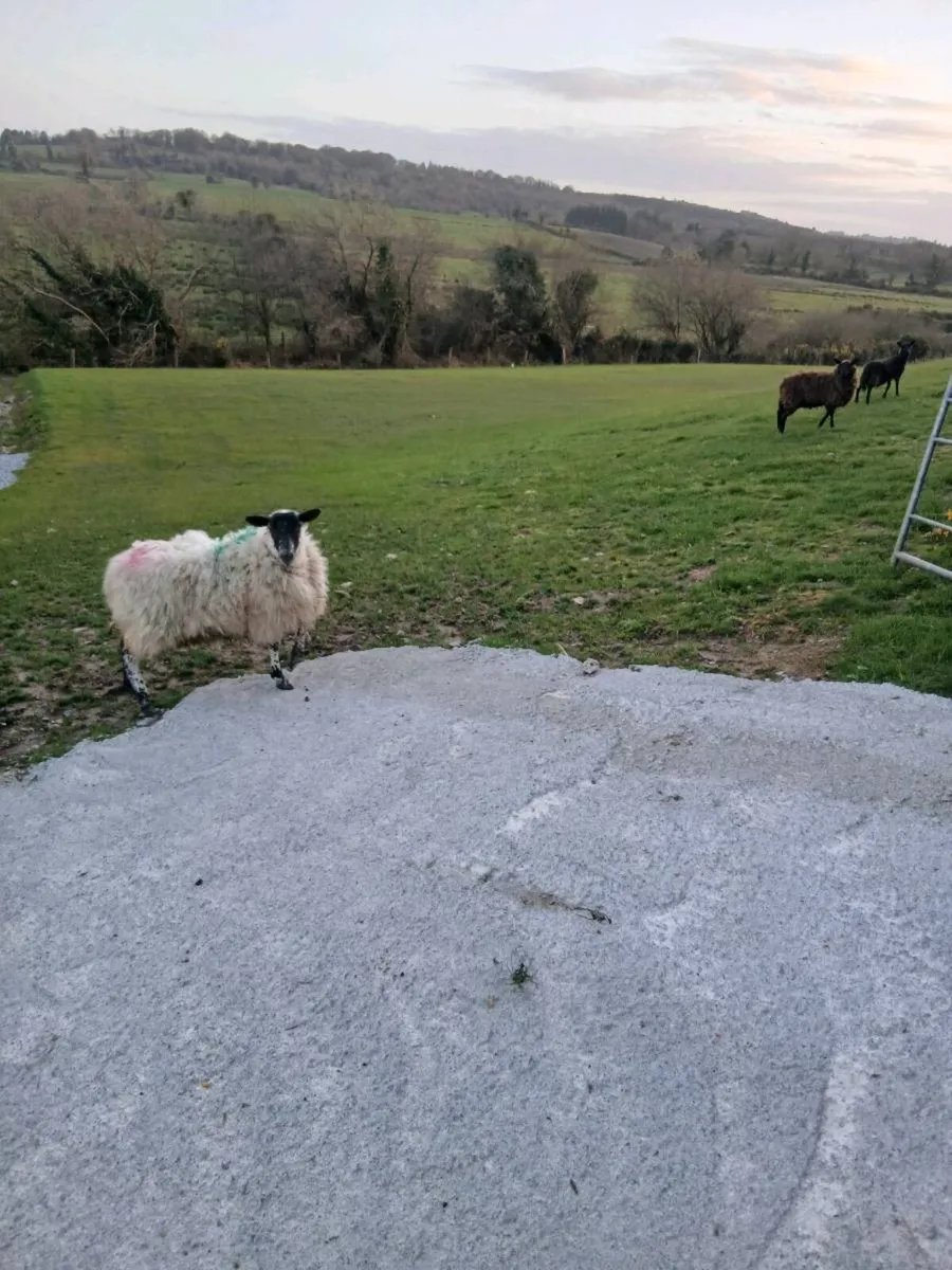 3 ORGANIC ewe hoggets - Image 2