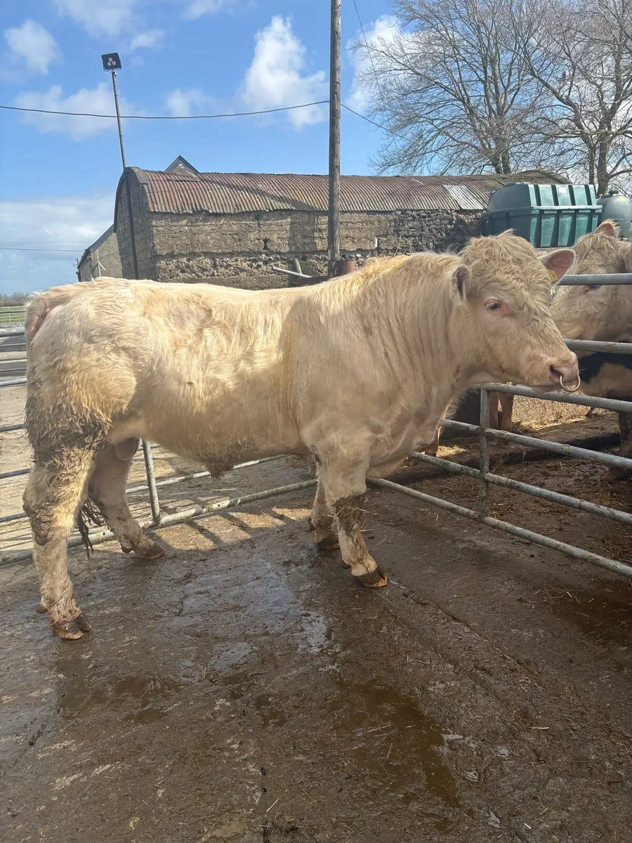 Charolais Bulls - Image 1