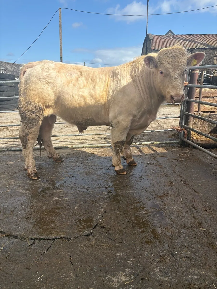 Charolais Bulls - Image 2