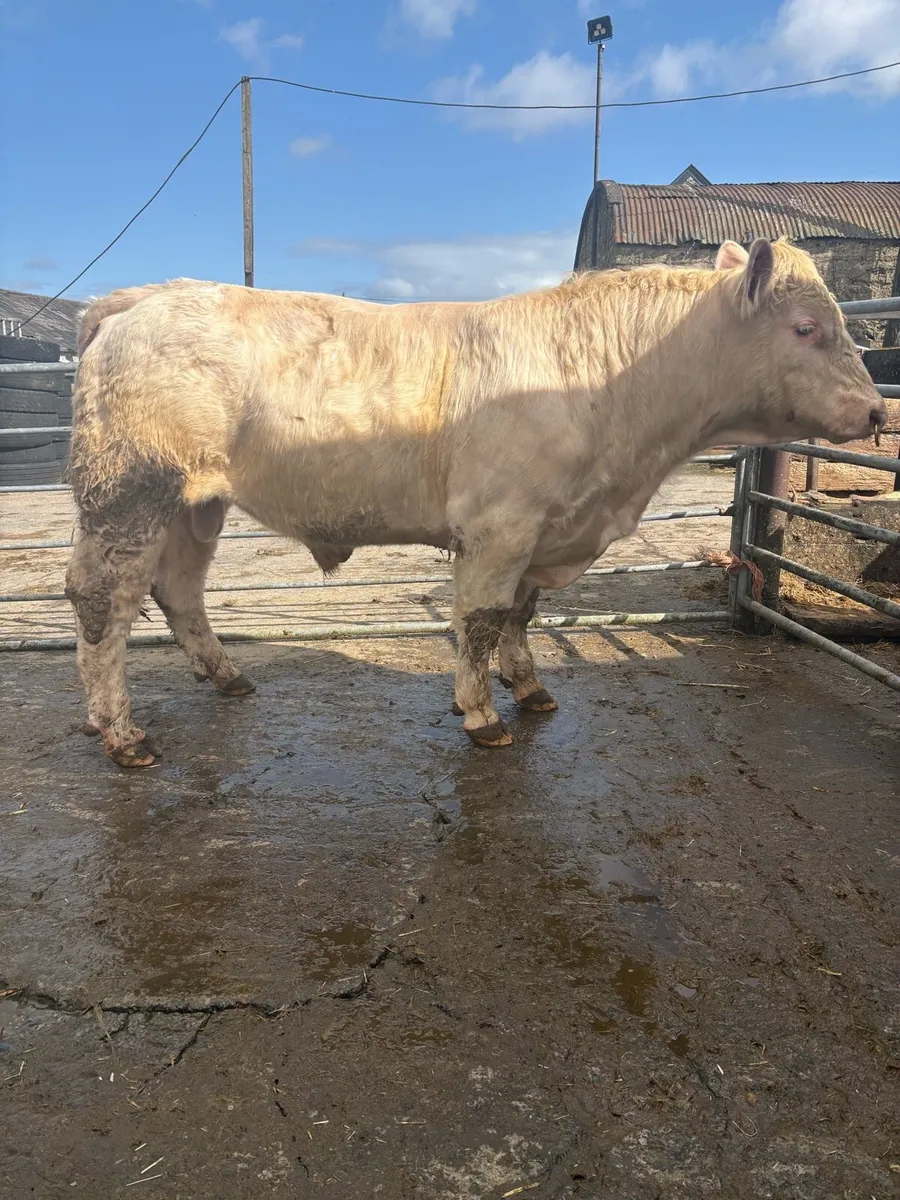 Charolais Bulls - Image 3