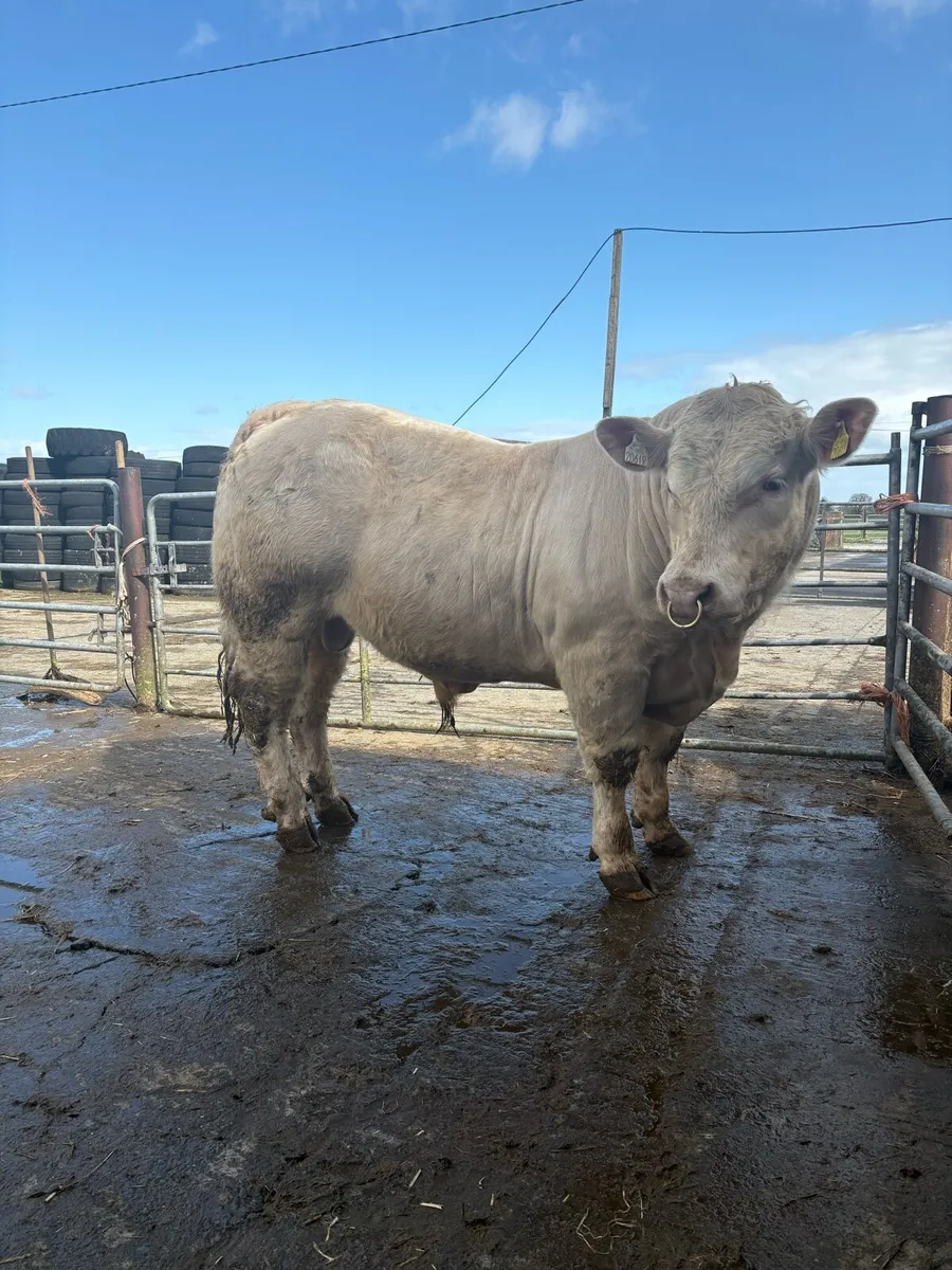 Charolais Bulls - Image 4