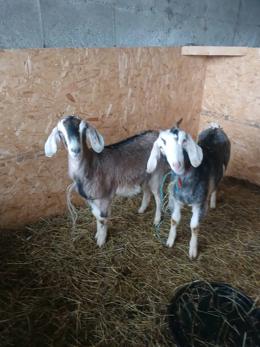 Nubian kids - Image 1