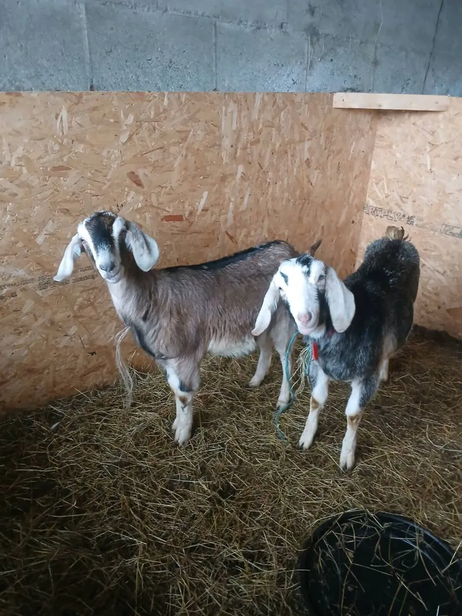 Nubian kids - Image 3