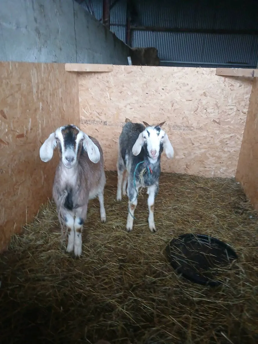 Nubian kids - Image 4