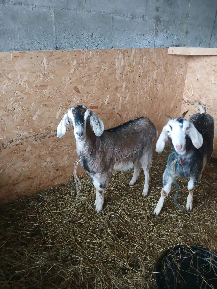 Nubian kids - Image 2