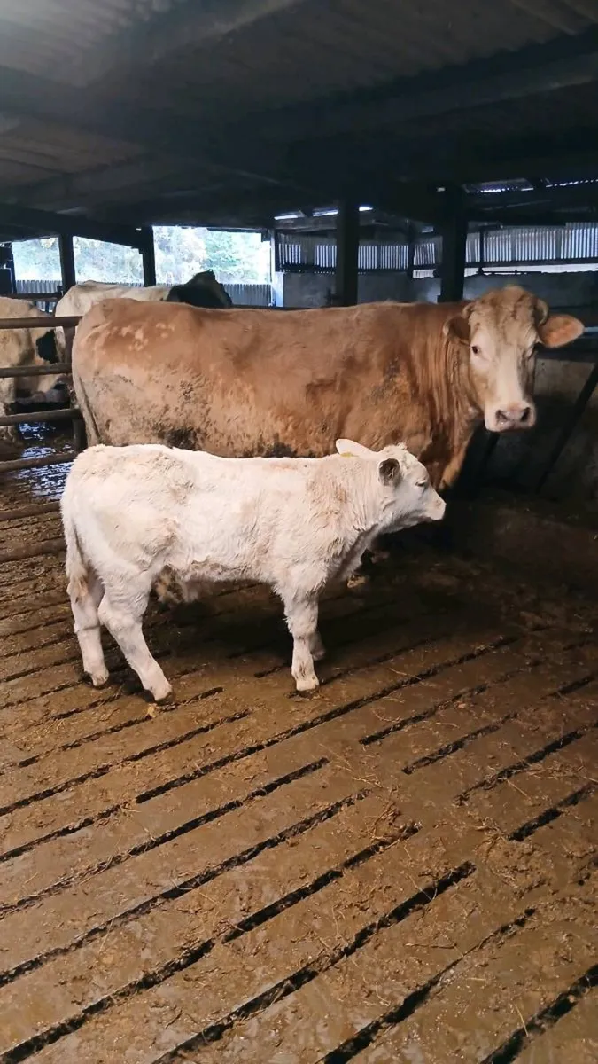 Cows with calves at foot - Image 1