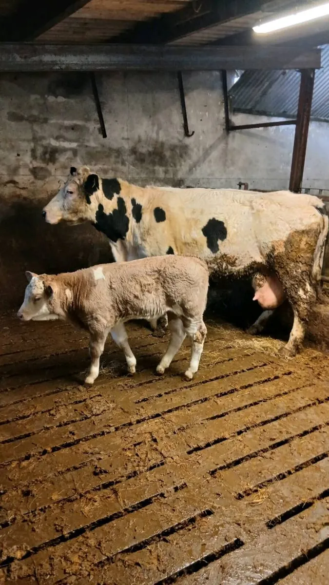 Cows with calves at foot - Image 2