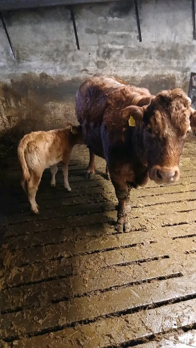 Cows with calves at foot - Image 3