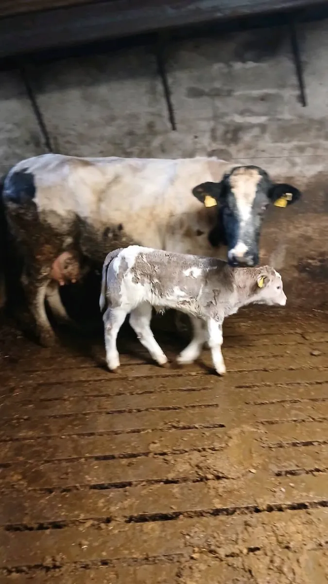 Cows with calves at foot - Image 4